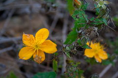 Mentzelia scabra (Mentzelia scabra)