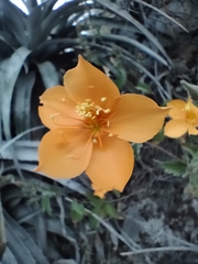 Mentzelia scabra (Mentzelia scabra)