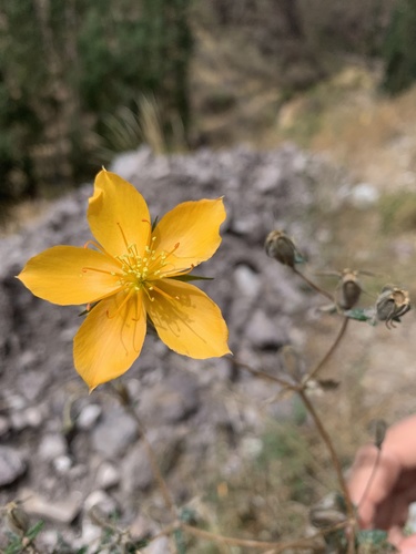 Mentzelia scabra (Mentzelia scabra)
