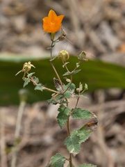 Mentzelia scabra (Mentzelia scabra)
