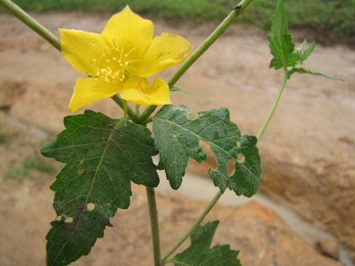 Mentzelia scabra (Mentzelia scabra)