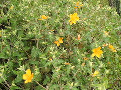 Mentzelia scabra (Mentzelia scabra)