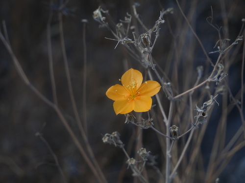 Mentzelia scabra (Mentzelia scabra)