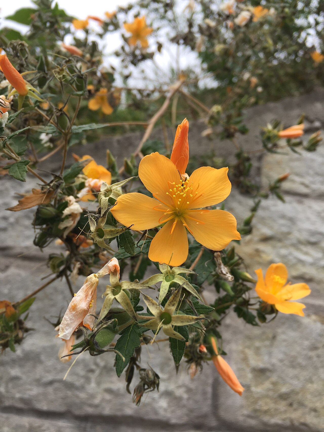 Mentzelia scabra: Mentzelia scabra subsp. chilensis