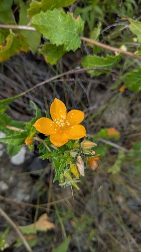Mentzelia scabra (Mentzelia scabra)