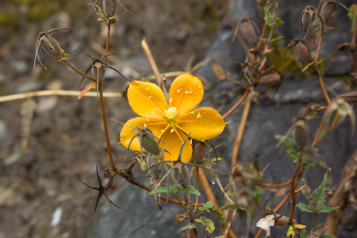 Mentzelia scabra (Mentzelia scabra)
