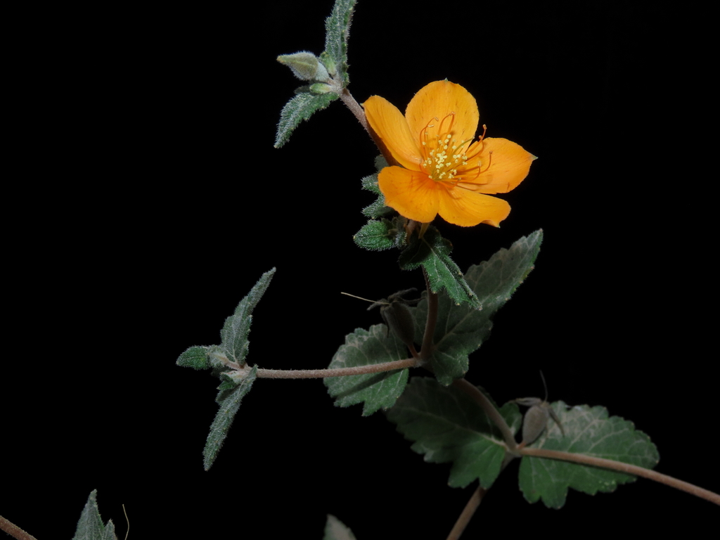 Mentzelia scabra (Mentzelia scabra)