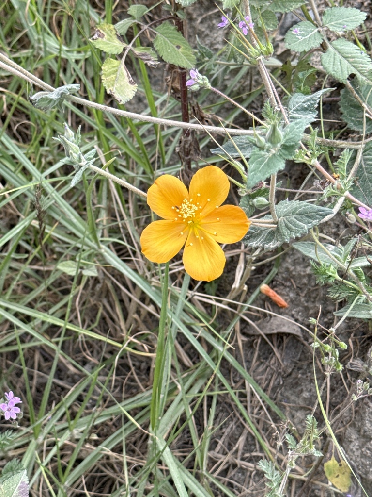 Mentzelia sericea (Mentzelia sericea)