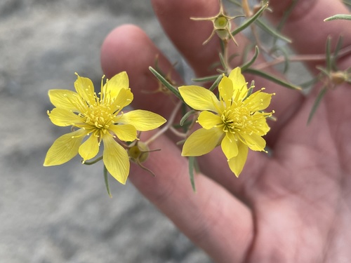 Mentzelia sivinskii (Mentzelia sivinskii)