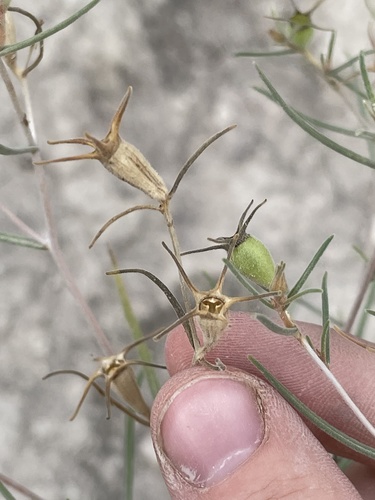 Mentzelia sivinskii (Mentzelia sivinskii)