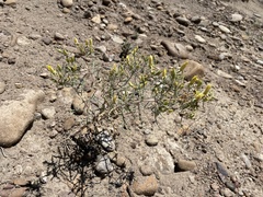 Mentzelia sivinskii (Mentzelia sivinskii)