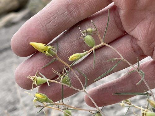 Mentzelia sivinskii (Mentzelia sivinskii)
