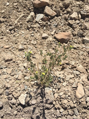 Mentzelia solieri (Mentzelia solieri)