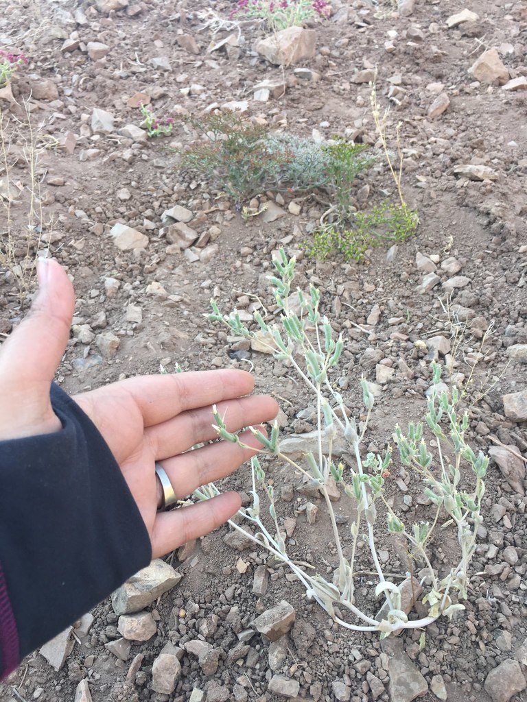 Mentzelia solieri (Mentzelia solieri)