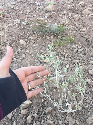 Mentzelia solieri (Mentzelia solieri)