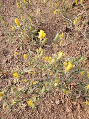 Jeweled blazingstar (Mentzelia speciosa)