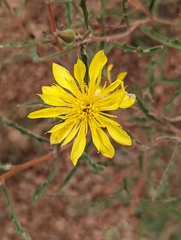 Jeweled blazingstar (Mentzelia speciosa)