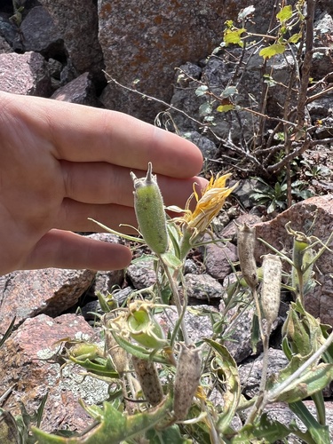 Jeweled blazingstar (Mentzelia speciosa)