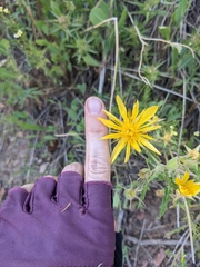 Jeweled blazingstar (Mentzelia speciosa)