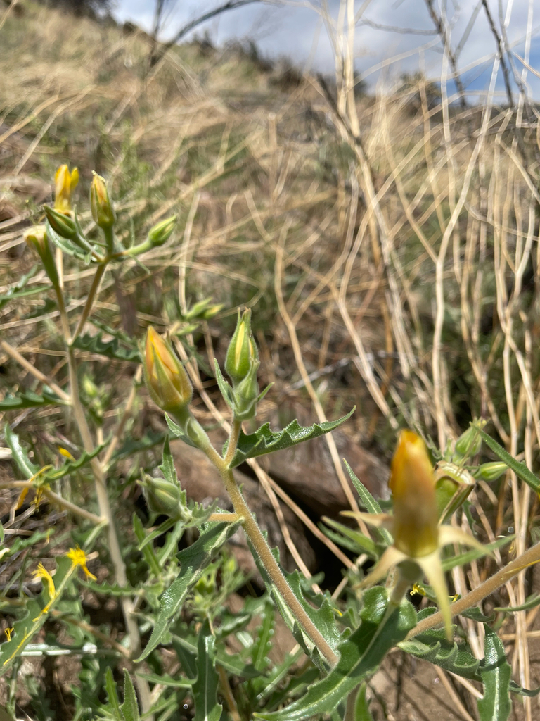 Jeweled blazingstar (Mentzelia speciosa)