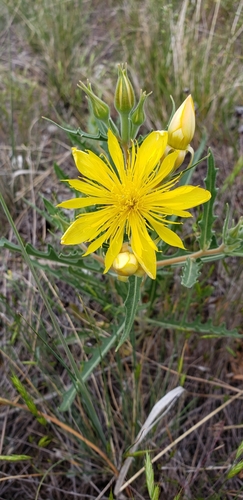 Jeweled blazingstar (Mentzelia speciosa)