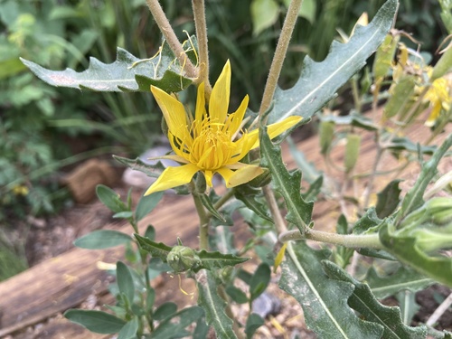 Jeweled blazingstar (Mentzelia speciosa)