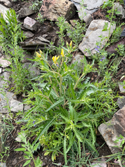 Jeweled blazingstar (Mentzelia speciosa)