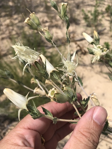 Grassland blazingstar (Mentzelia strictissima)