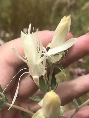 Grassland blazingstar (Mentzelia strictissima)