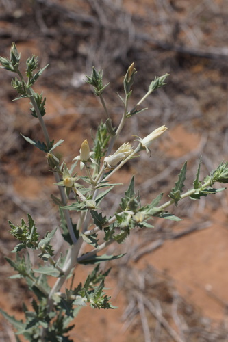 Grassland blazingstar (Mentzelia strictissima)