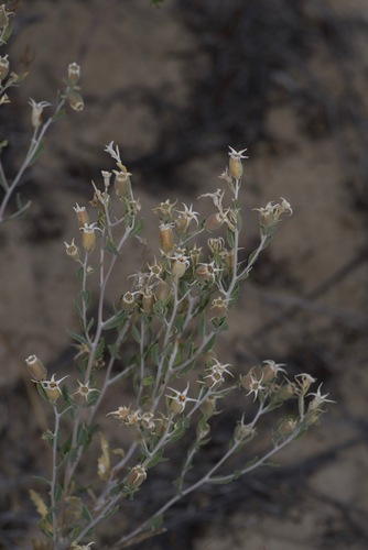 Grassland blazingstar (Mentzelia strictissima)