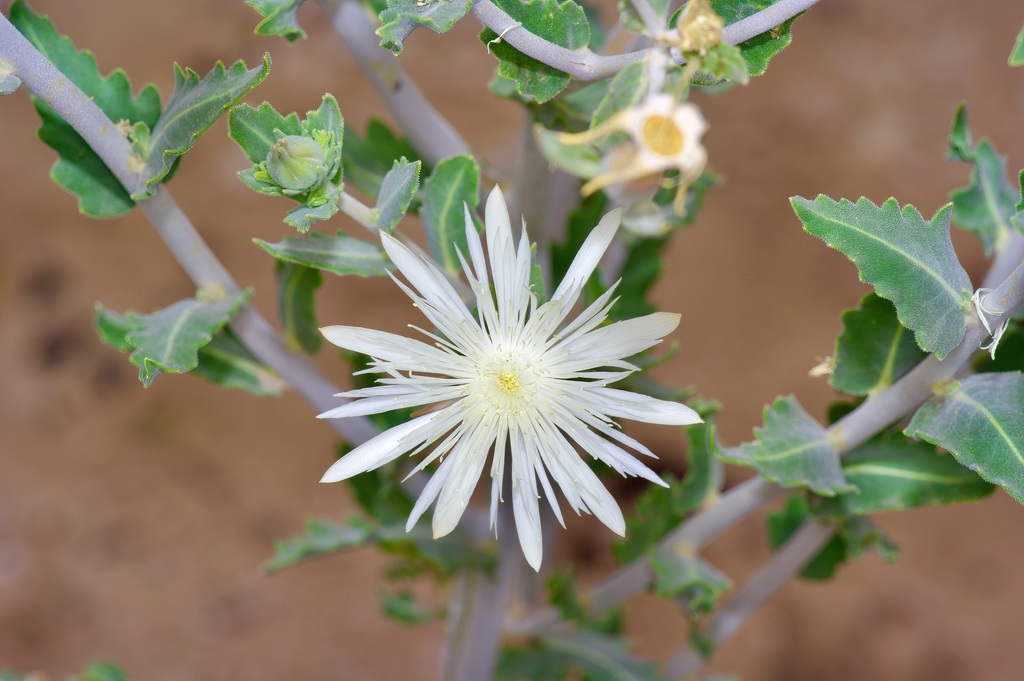 Grassland blazingstar (Mentzelia strictissima)