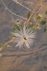 Grassland blazingstar (Mentzelia strictissima)