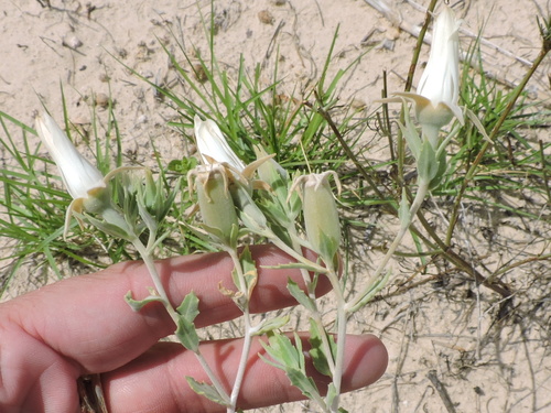 Grassland blazingstar (Mentzelia strictissima)
