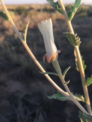 Grassland blazingstar (Mentzelia strictissima)