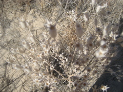 Grassland blazingstar (Mentzelia strictissima)