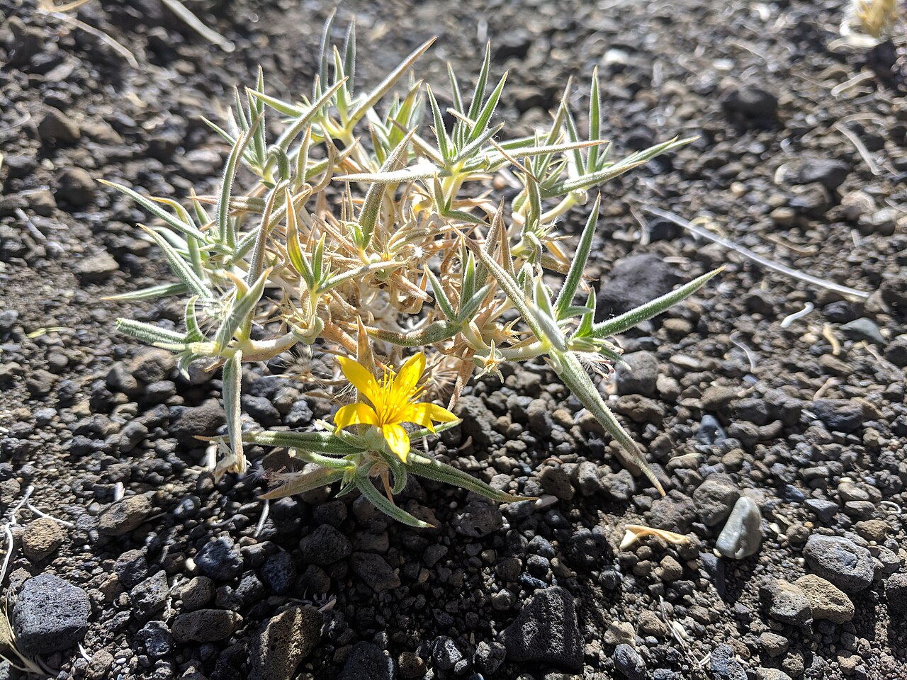 Torrey's blazingstar: Mentzelia torreyi at Mono Lake, CA