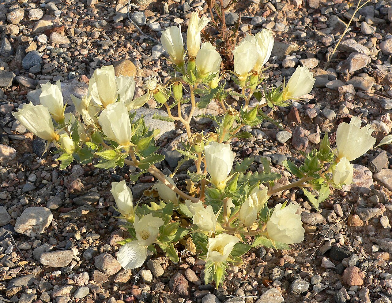 Spinyhair blazingstar: Mentzelia tricuspis on the embankment where Northshore Drive crosses Gypsum Wash, Lake Mead National Recreation Area , southern Nevada