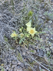 Spinyhair blazingstar (Mentzelia tricuspis)