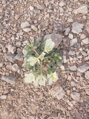 Spinyhair blazingstar (Mentzelia tricuspis)