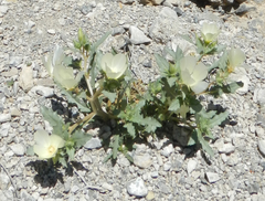 Spinyhair blazingstar (Mentzelia tricuspis)