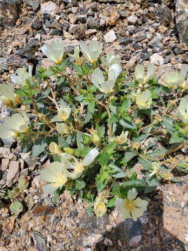 Spinyhair blazingstar (Mentzelia tricuspis)