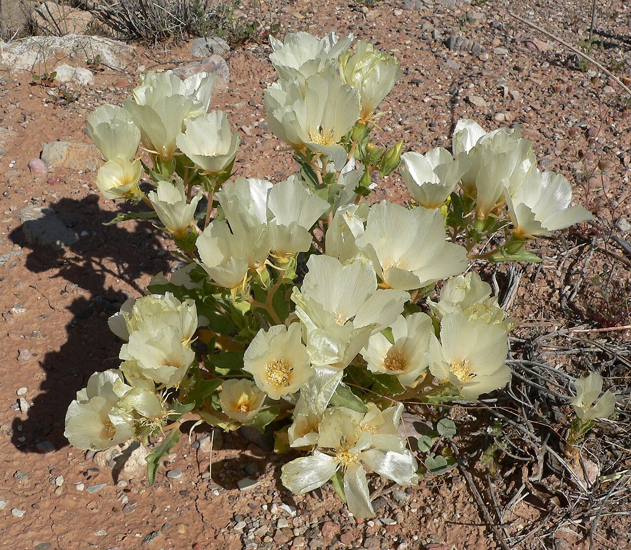 Spinyhair blazingstar: Mentzelia tricuspis in upper Gypsum Wash where Lake Mead Blvd crosses it, Lake Mead National Recreation Area , southern Nevada