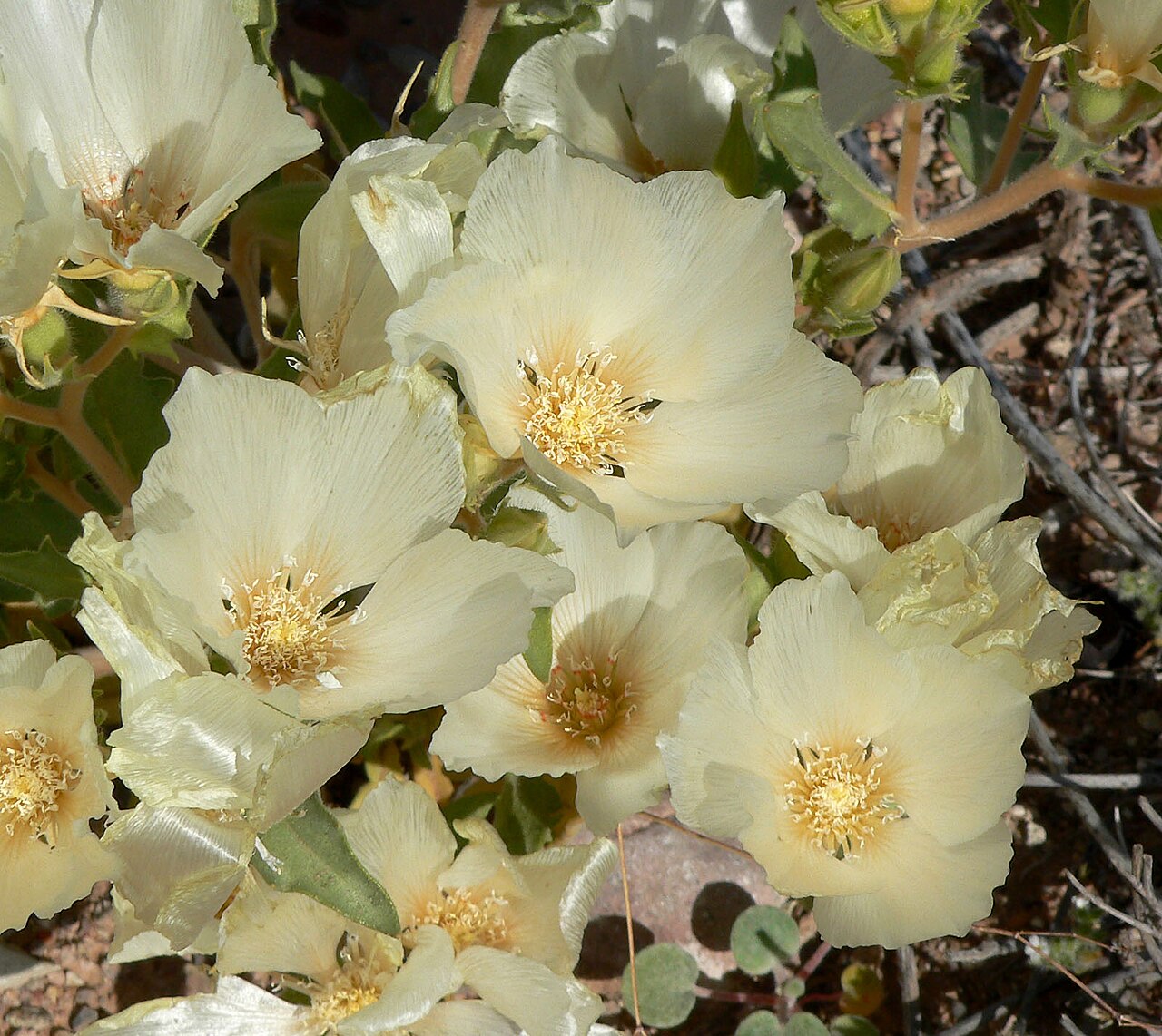 Spinyhair blazingstar: Mentzelia tricuspis in upper Gypsum Wash where Lake Mead Blvd crosses it, Lake Mead National Recreation Area , southern Nevada