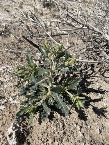 Spinyhair blazingstar (Mentzelia tricuspis)
