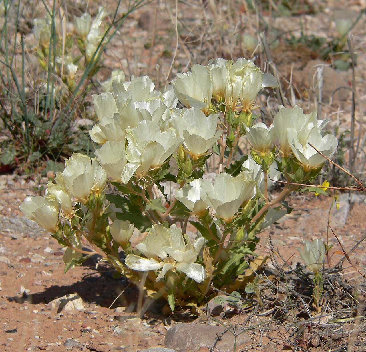 Spinyhair blazingstar: Mentzelia tricuspis in upper Gypsum Wash where Lake Mead Blvd crosses it, Lake Mead National Recreation Area , southern Nevada