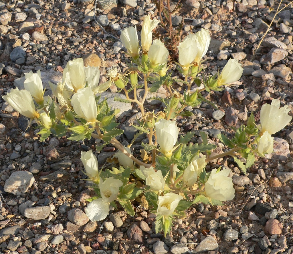 Spinyhair blazingstar (Mentzelia tricuspis)