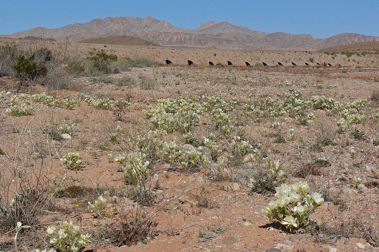 Spinyhair blazingstar: Mentzelia tricuspis in upper Gypsum Wash where Lake Mead Blvd crosses it (in background), Lake Mead National Recreation Area , southern Nevada