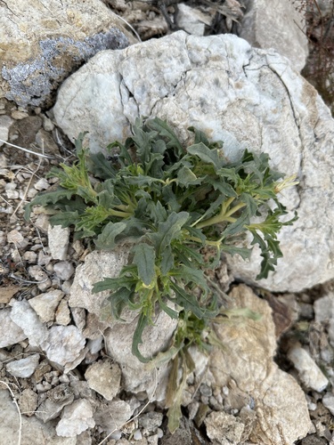 Threetooth blazingstar (Mentzelia tridentata)