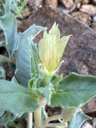 Threetooth blazingstar (Mentzelia tridentata)